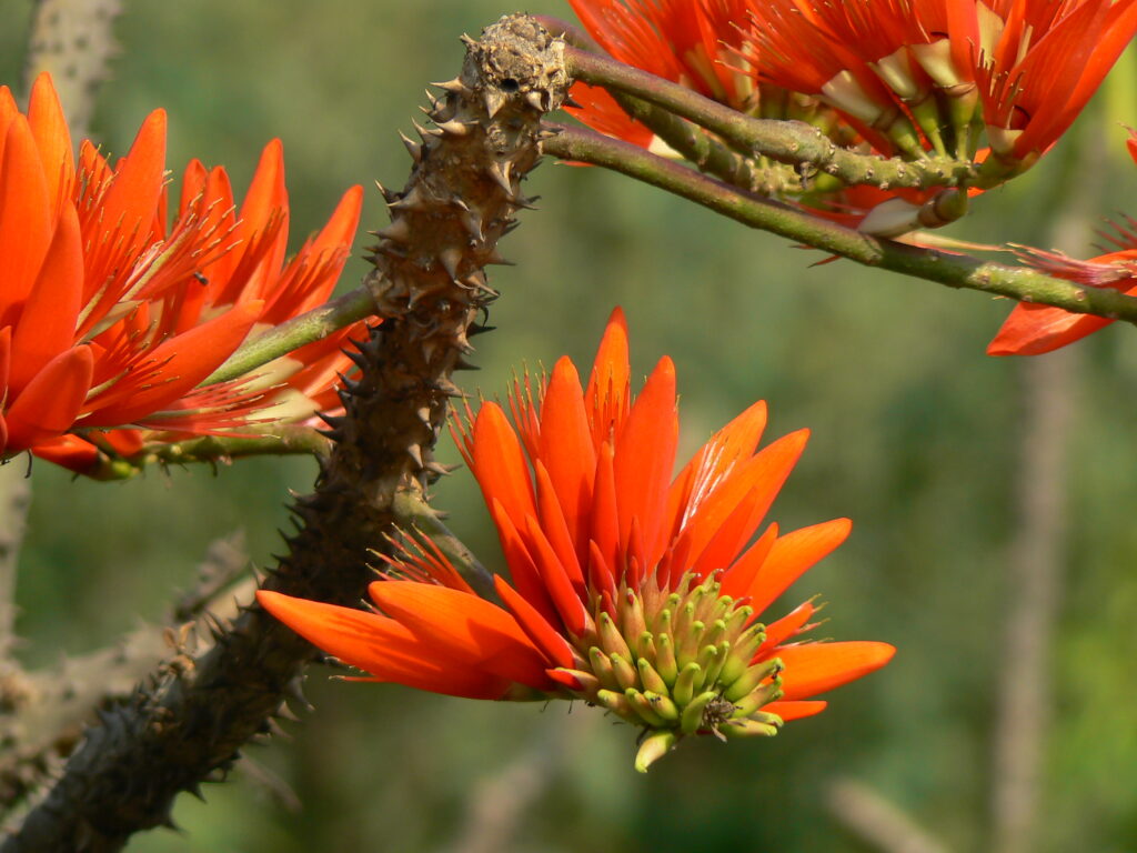 Erythrina Stricta