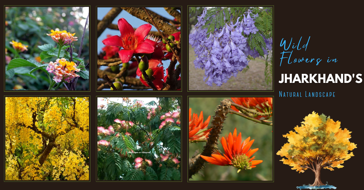 Wild Flowers in Jharkhand's Natural Landscape