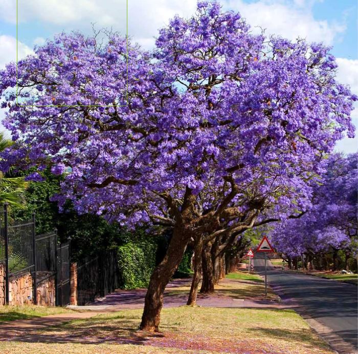 jacaranda mimosifolia