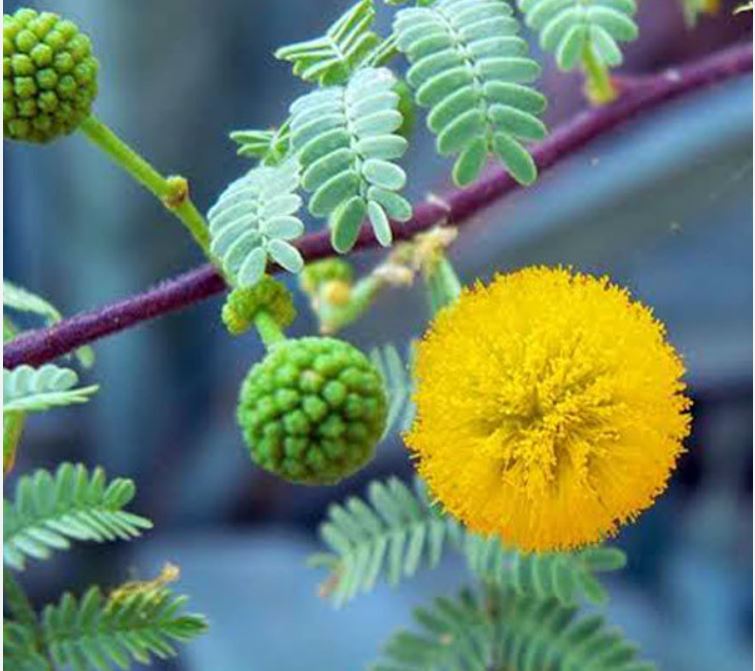 Acacia Catechy