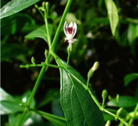 Andrographis Paniculata