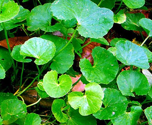 Centella Asiatica